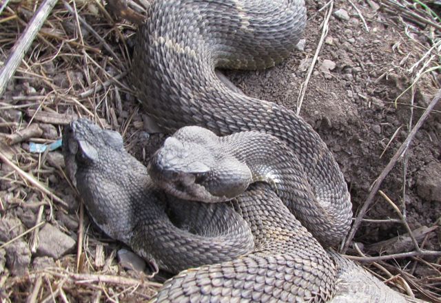 Northern Pacific Rattlesnake